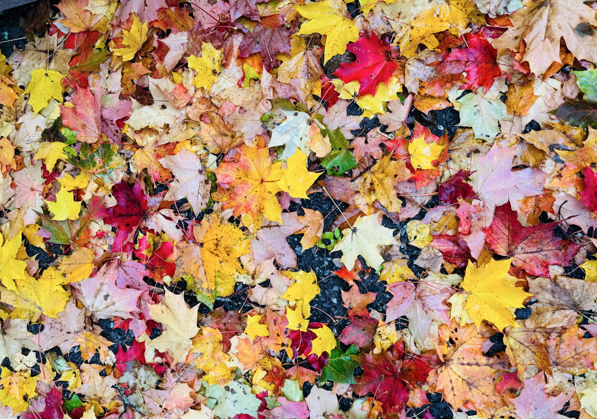 Syksy ja jyrsijät – näin ehkäiset rottaongelmat